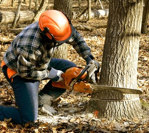 Tree Removal in Bradner, OH